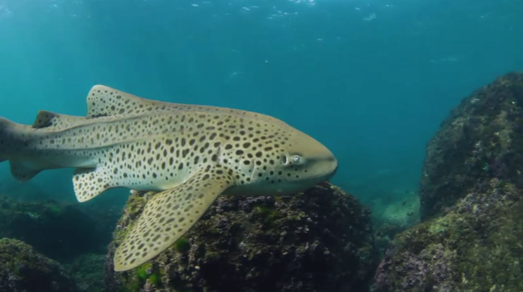 Leopard Shark